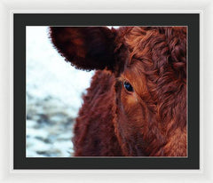 Devon Eye - Framed Print