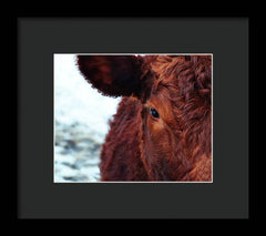 Devon Eye - Framed Print
