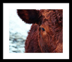 Devon Eye - Framed Print
