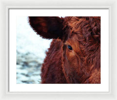 Devon Eye - Framed Print