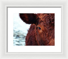 Devon Eye - Framed Print