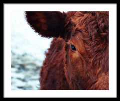 Devon Eye - Framed Print