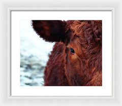 Devon Eye - Framed Print