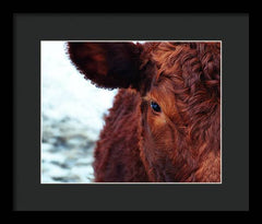 Devon Eye - Framed Print