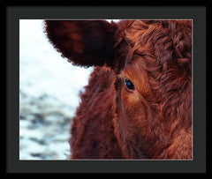 Devon Eye - Framed Print