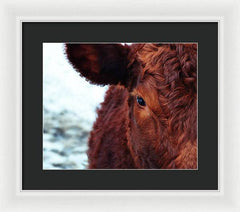 Devon Eye - Framed Print