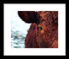 Devon Eye - Framed Print