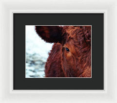 Devon Eye - Framed Print