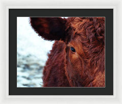 Devon Eye - Framed Print
