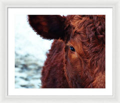 Devon Eye - Framed Print