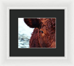 Devon Eye - Framed Print