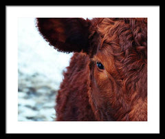Devon Eye - Framed Print
