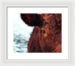 Devon Eye - Framed Print