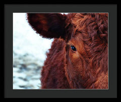 Devon Eye - Framed Print