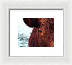 Devon Eye - Framed Print