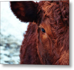 Devon Eye - Metal Print