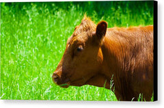 Devon - Canvas Print