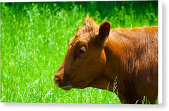 Devon - Canvas Print