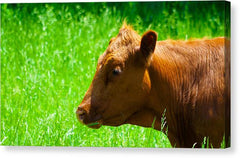 Devon - Canvas Print
