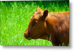 Devon - Metal Print