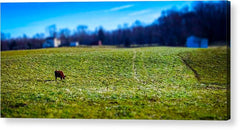 Devon Tilt - Acrylic Print