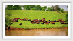 Water Gathering - Framed Print