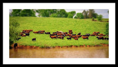 Water Gathering - Framed Print
