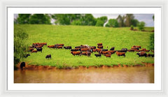 Water Gathering - Framed Print