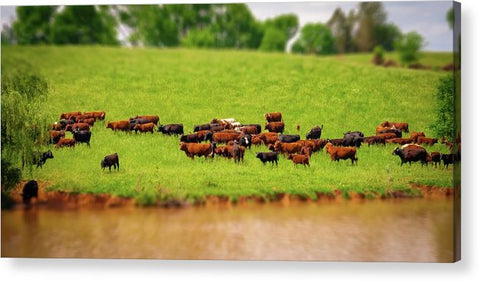 Water Gathering - Acrylic Print