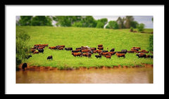 Water Gathering - Framed Print
