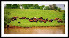 Water Gathering - Framed Print